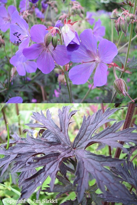 Geranium pratense 'Dark Reiter', kylkurjenpolvi